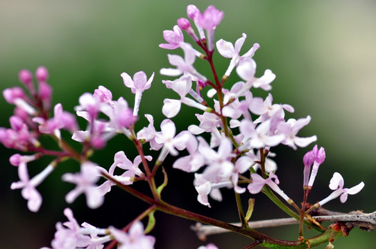 丁香花