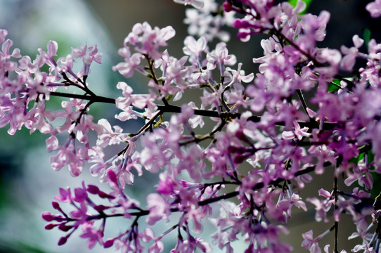 丁香花