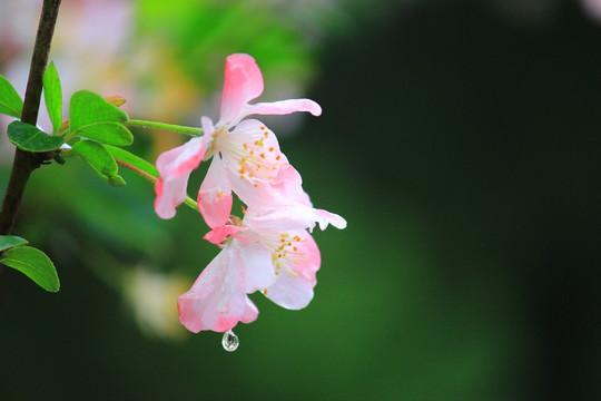 海棠花