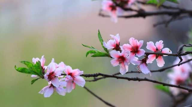 桃花