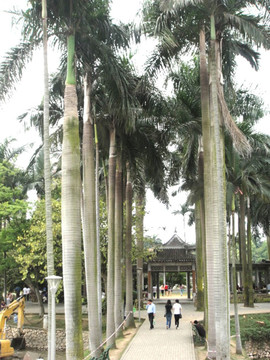 大椰树