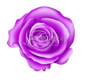 单朵紫色精细分层玫瑰花