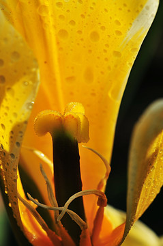 郁金香花蕊