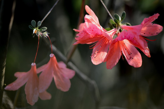 杜鹃花