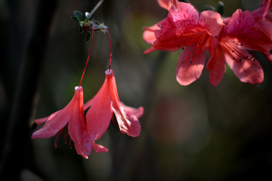 杜鹃花