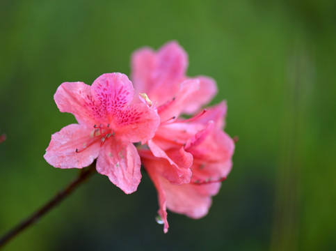 杜鹃花