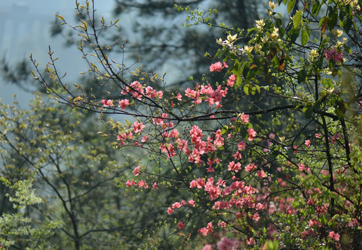 杜鹃花