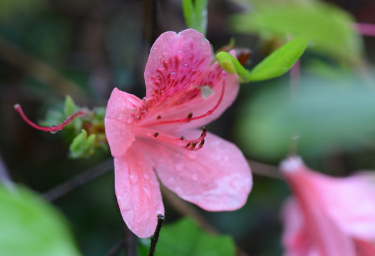 杜鹃花