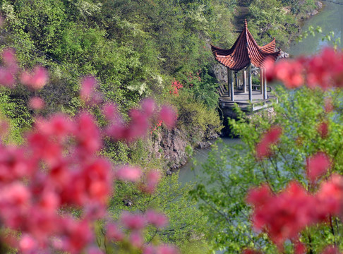 杜鹃花