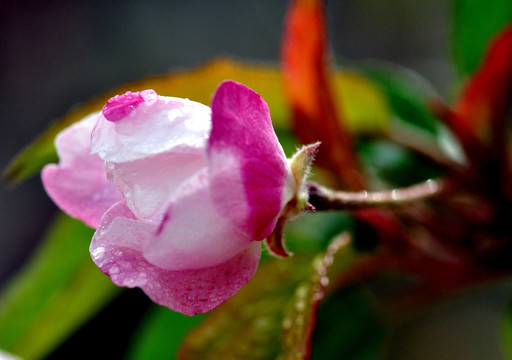 苹果花