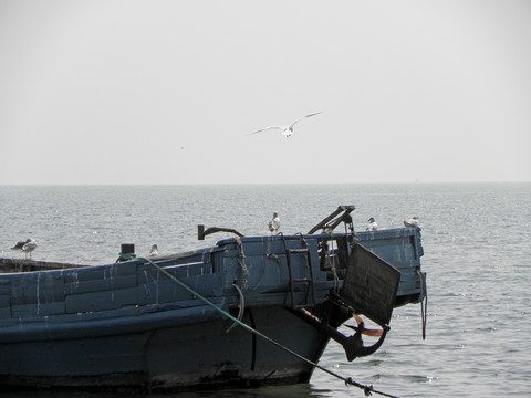 大海 渔船 海鸥