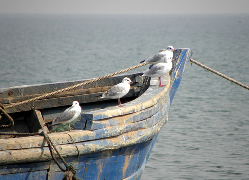 渔船 海鸥