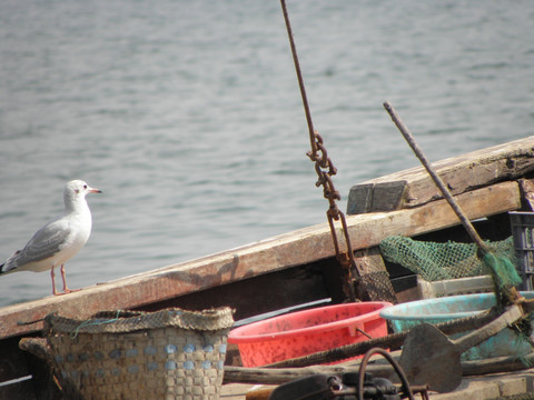 渔船 海鸥