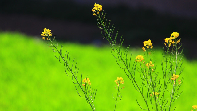 油菜花