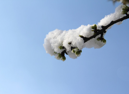 雪景梅花