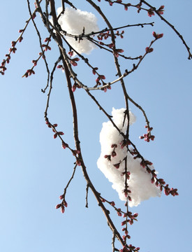 雪景桃花