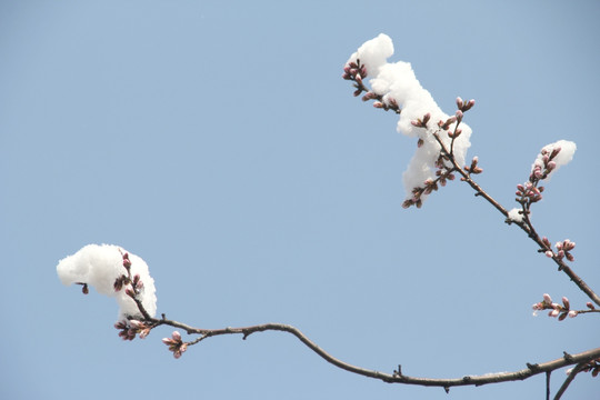 雪景桃花