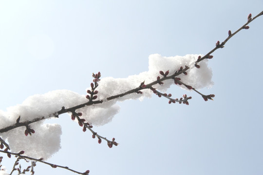 雪景桃花