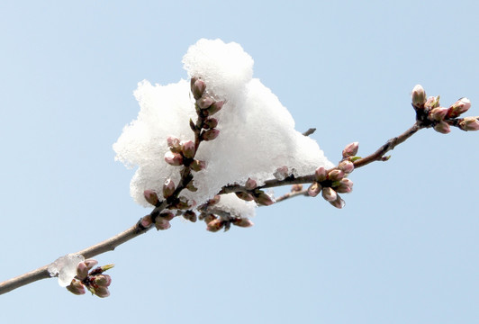 雪景桃花