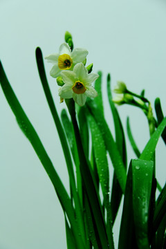 水仙花