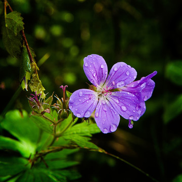 无名小花