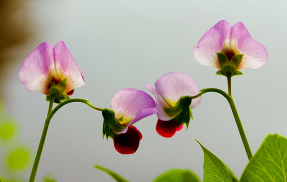 豌豆花