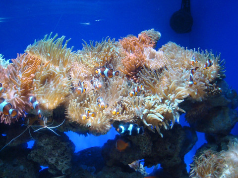 珊瑚与小丑鱼