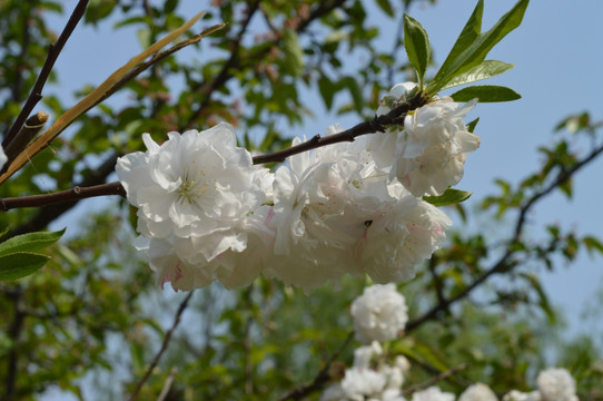 白桃花