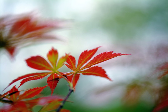 紅葉