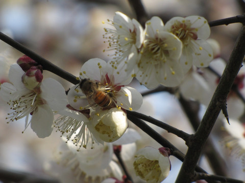 蜜蜂爱梅花