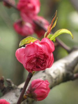 樱花待放