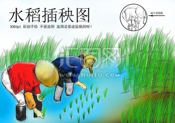 水稻插秧圖