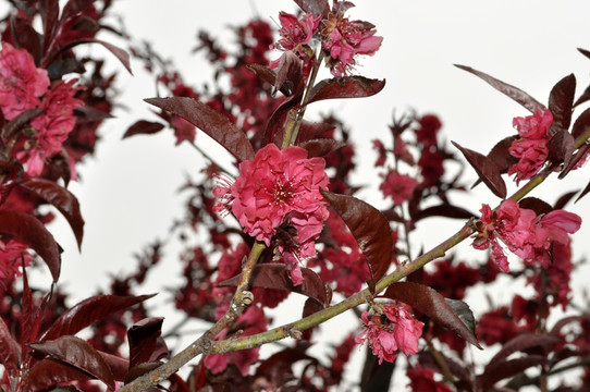 桃花 植物 果树 桃 桃花岛