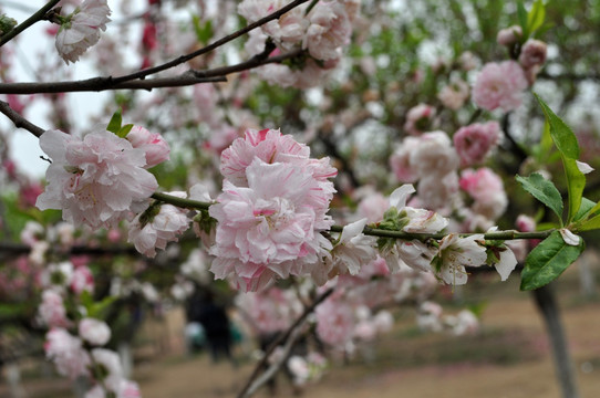 桃花