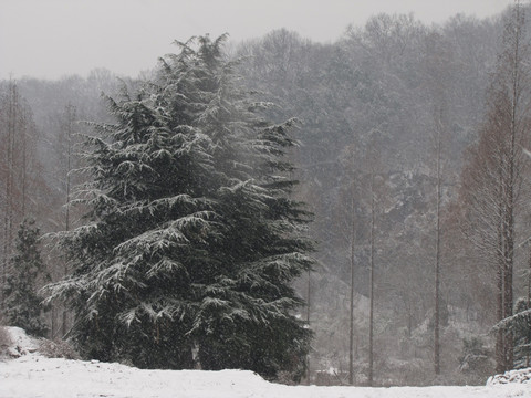 风雪的中雪松