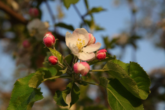 苹果花