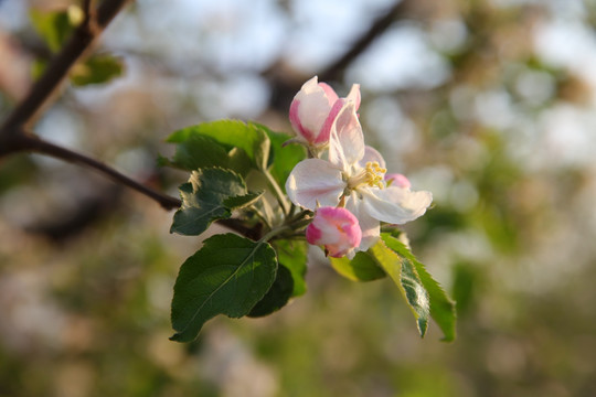 苹果花