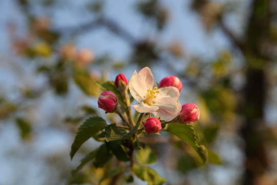 苹果花