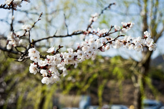 樱花