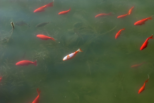 錦鯉