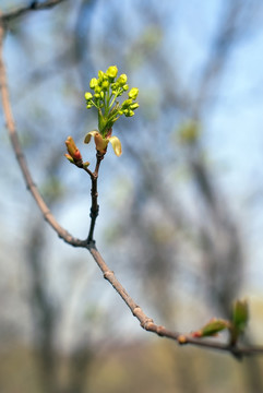 枫树花