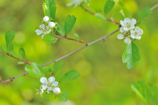 山楂花