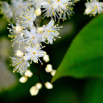 山花