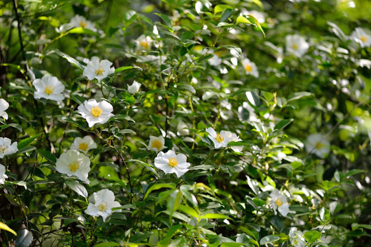 山花