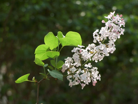 丁香花 丁香