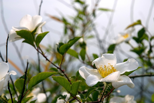 金樱子白花