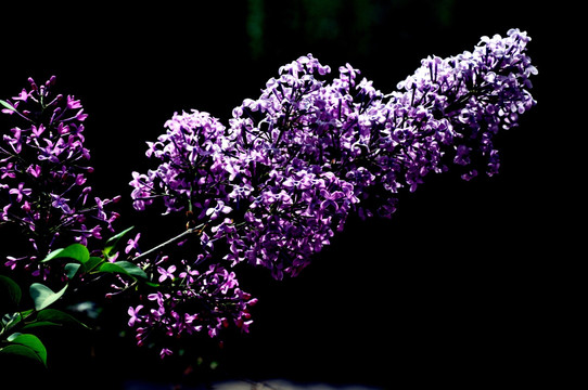 丁香花