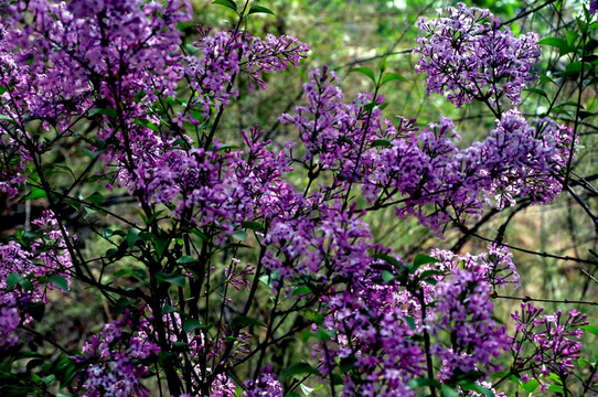 丁香花