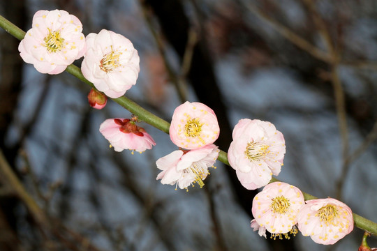 梅花