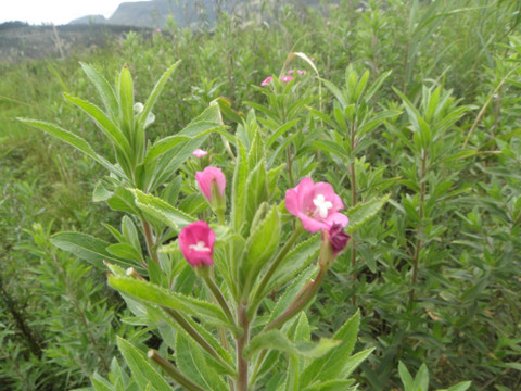 野花